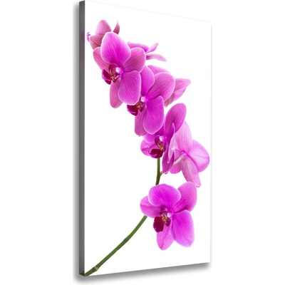 Vertikálny foto obraz na plátne Ružová orchidea 50x100 cm