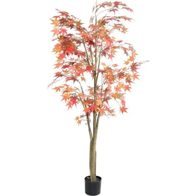ARALIA AUTUMN STROM, 175cm