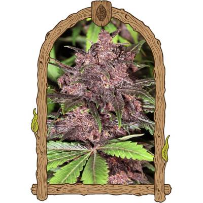Exotic Seeds Black Haze AUTO semena neobsahují THC 10 ks