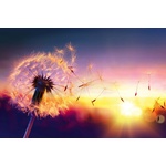 DIMEX ART Флизелинов фототапет летящ пух от глухарче 375 x 250 см