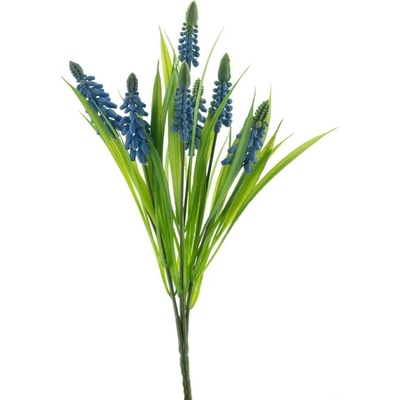 modřenec (muscari) keř modrý V31 cm
