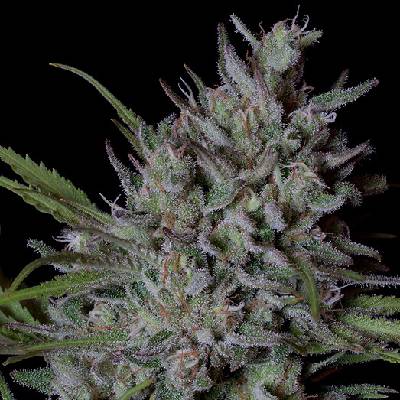 Big Head Seeds Crystal Runtz Semienka neobsahujú THC 5 ks