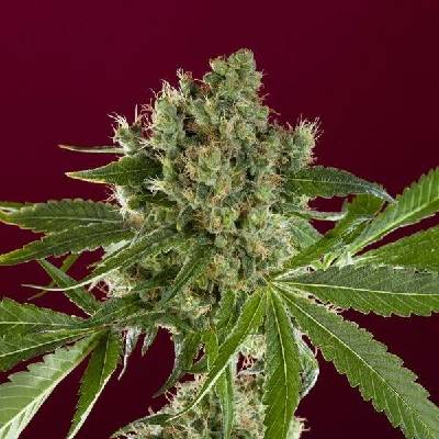 Reggae Seeds Bass Line semena neobsahují THC 1 ks