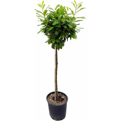 Vavrínovec lekársky Novita na 70-90 cm kmienku, výška 110-130 cm, kvetináč 18 l