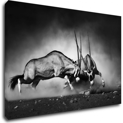 Impresi Obraz Antilopy černobílé - 90 x 60 cm