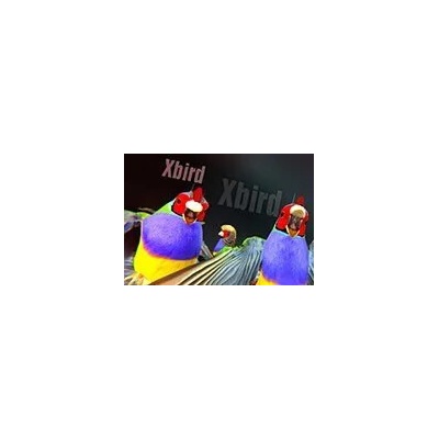 Xbird