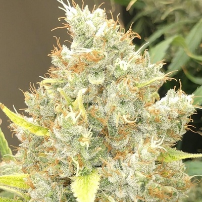Ace Seeds Malawi x Panama semienka neobsahujú THC 1 ks