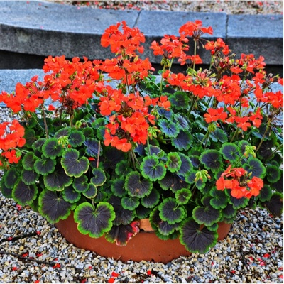 Muškát páskatý Nekita F1 Scarlet Pelargonium zonale semena 4 ks