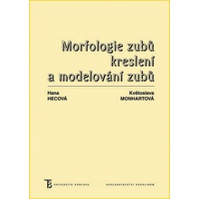 Morfologie zubů. Kreslení a modelování zubů