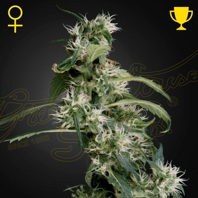 Green House Seed Arjan´s Ultra Haze #2 semienka neobsahujú THC 10 ks