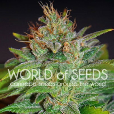 World of Seeds Skunk 47 semienka neobsahujú THC 12 ks