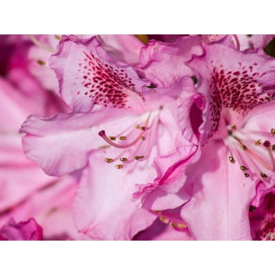 Rododendron Constanze (kontejner C2)