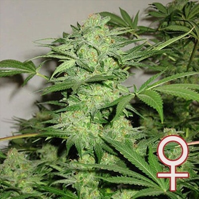 KC Brains Seeds Northern Light Special semena neobsahují THC 5 ks