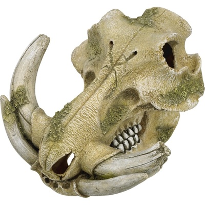 Nobby Prase bradavičnaté lebka 19,3x19,5x12 cm