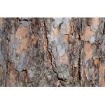 DIMEX ART Флизелинов фототапет текстура на борова кора 375 x 250 см