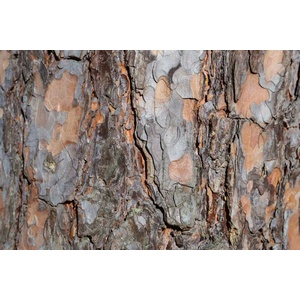 DIMEX ART Флизелинов фототапет текстура на борова кора 375 x 250 см