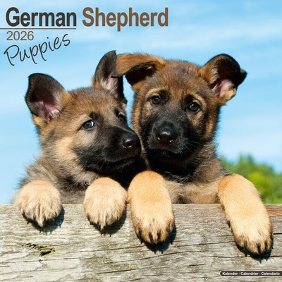 German Shepherd, 30,5 x 30,5 30,5 x 61 cm 2026