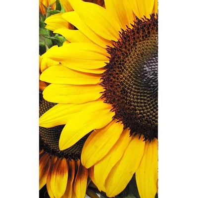 Dimex MS-2-0130 vliesová fototapeta rozměry 150 x 250 cm