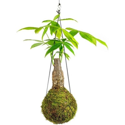 Gardners Kokedama Pachira kmen (L) Pachira vodní 1 ks