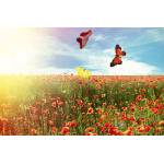 DIMEX ART Флизелинов фототапет красиви пеперуди в полето 375 x 250 см