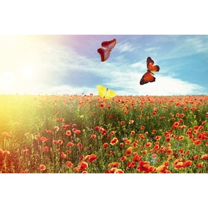 DIMEX ART Флизелинов фототапет красиви пеперуди в полето 375 x 250 см