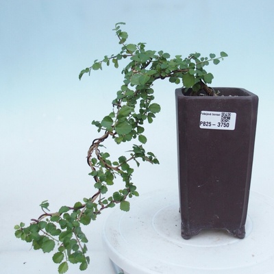 e-bonsai Pokojová bonsai - Grewia sp. - Grewie malolistá