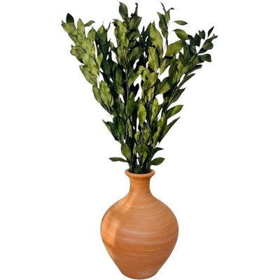 Stabilizovaný ruskus (ruscus) GIGANTE kytice/svazek zelených větviček s velkými listy 12 ks