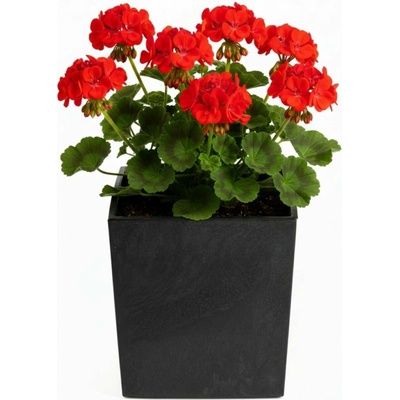 HowHomely PLASTOVÝ KVETINÁČ FLORE 30,5X29,5X29,5 CM IMITÁCIA BETÓNU ČIERNA