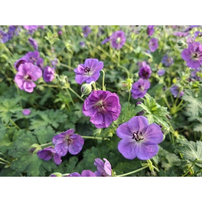 Kakost " Rozanne®" Geranium wallichianum "Rozanne®"
