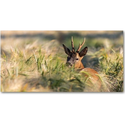 Foto obraz sklo tvrzené Jeleň na poli 100x50 cm