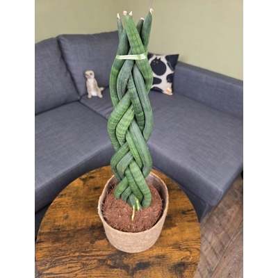 Sansevieria Cylindrica cop XXL