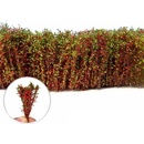 Dekorace Green Stuff World Tall Shrubbery: Red Green
