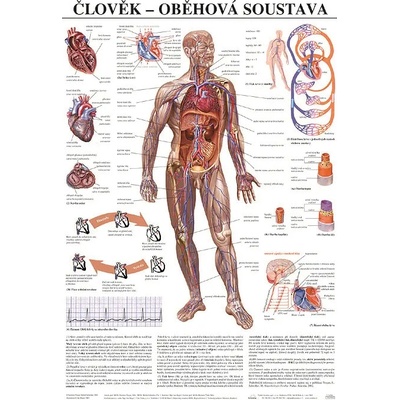Scientia - Oběhová soustava, 67 x 96 cm – Hledejceny.cz