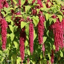 Láskavec chvostový - Amaranthus caudatus - semená - 300 ks