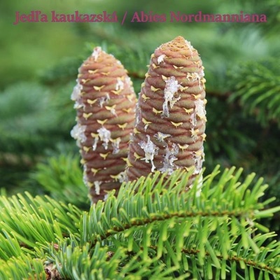 Jedľa kaukazská Abies nordmanniana výška do 60 cm