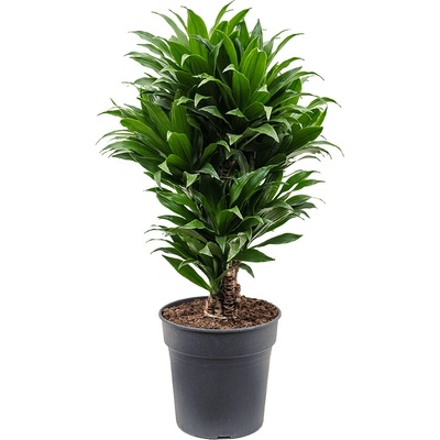 Dracaena fragrans compacta branched multi 24x80 cm