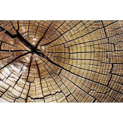 DIMEX ART Флизелинов фототапет годишни пръстени 375 x 250 см