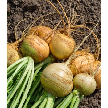Kvaka Dalibor - Brassica napus var. napobrassica - semená kvaky - 250 ks