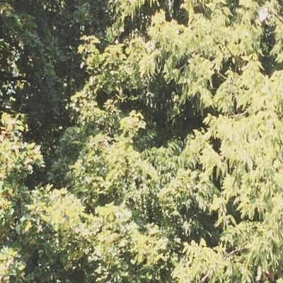 Circle Of Veins - Sadness CD