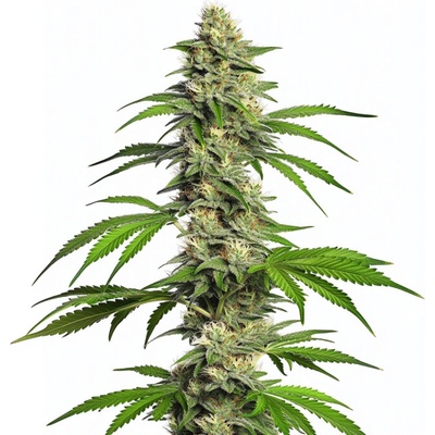 Blimburn Seeds Girl Scout Cookies AUTO semienka neobsahujú THC 9 ks