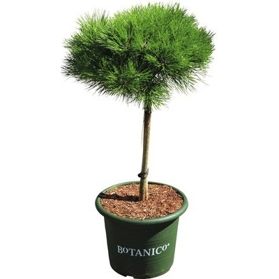 Borovice černá na kmínku Pinus nigra 'Marie Bregeon' 40 cm květináč 10 l