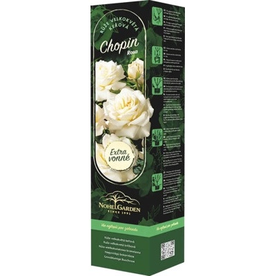 Růže keřová velkokvětá Fragrant Chopin