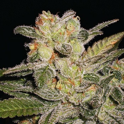 Expert Seeds Northern Lights Auto semienka neobsahujú THC 15 ks