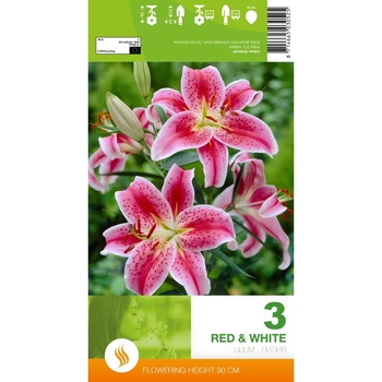 Seklos Лилиум Decorative Red White - 1 бр луковицa