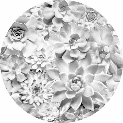 Komar Samolepicí vliesová fototapeta Dot Echeveria pr. 125 cm