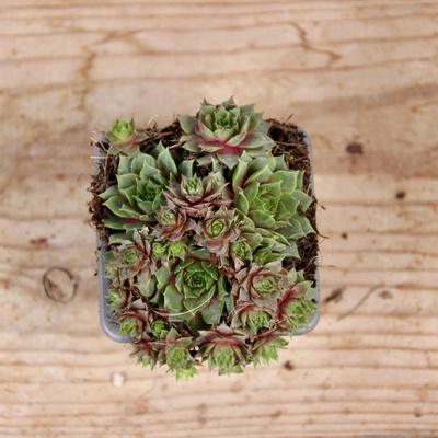 Sempervivum Purple Dazzler