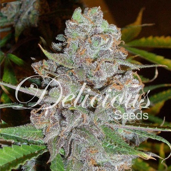 Delicious Seeds La Diva AUTO semena neobsahují THC 10 ks