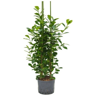 Ficus microcarpa moclame 3pp 25/19 cm výška 110 cm