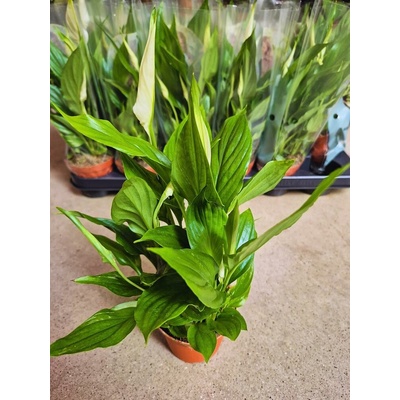 SPATHIPHYLLUM 9/35cm