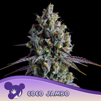 Anesia Seeds Coco Jambo semena neobsahují THC 5 ks